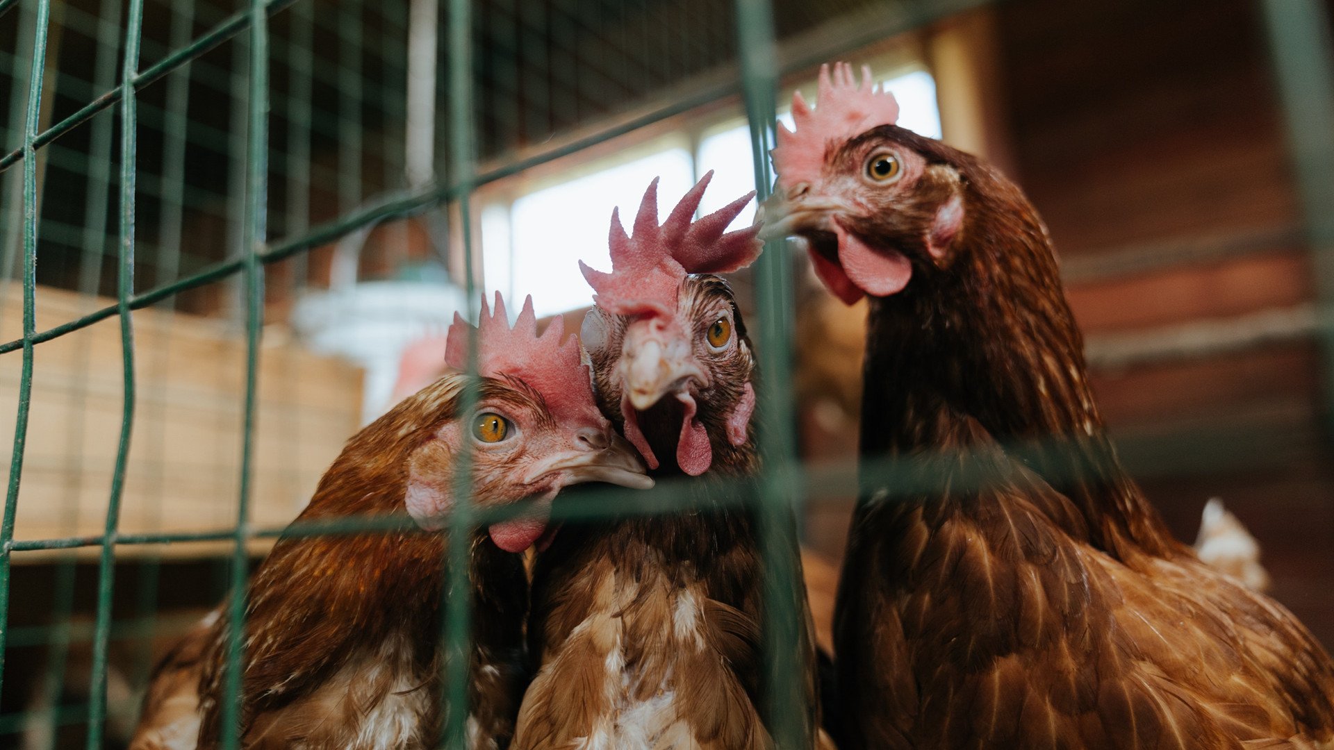 冰封亚平宁，神秘血钻石，那不勒斯的死亡诅咒与血色宝藏