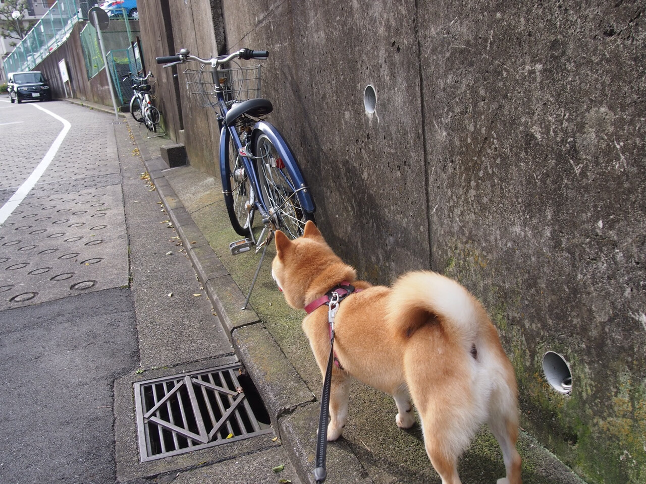 爱游戏官网-铁蹄与焰火，当法拉利以工业精度碾碎索伯，佩雷兹用疯狂点燃赛场