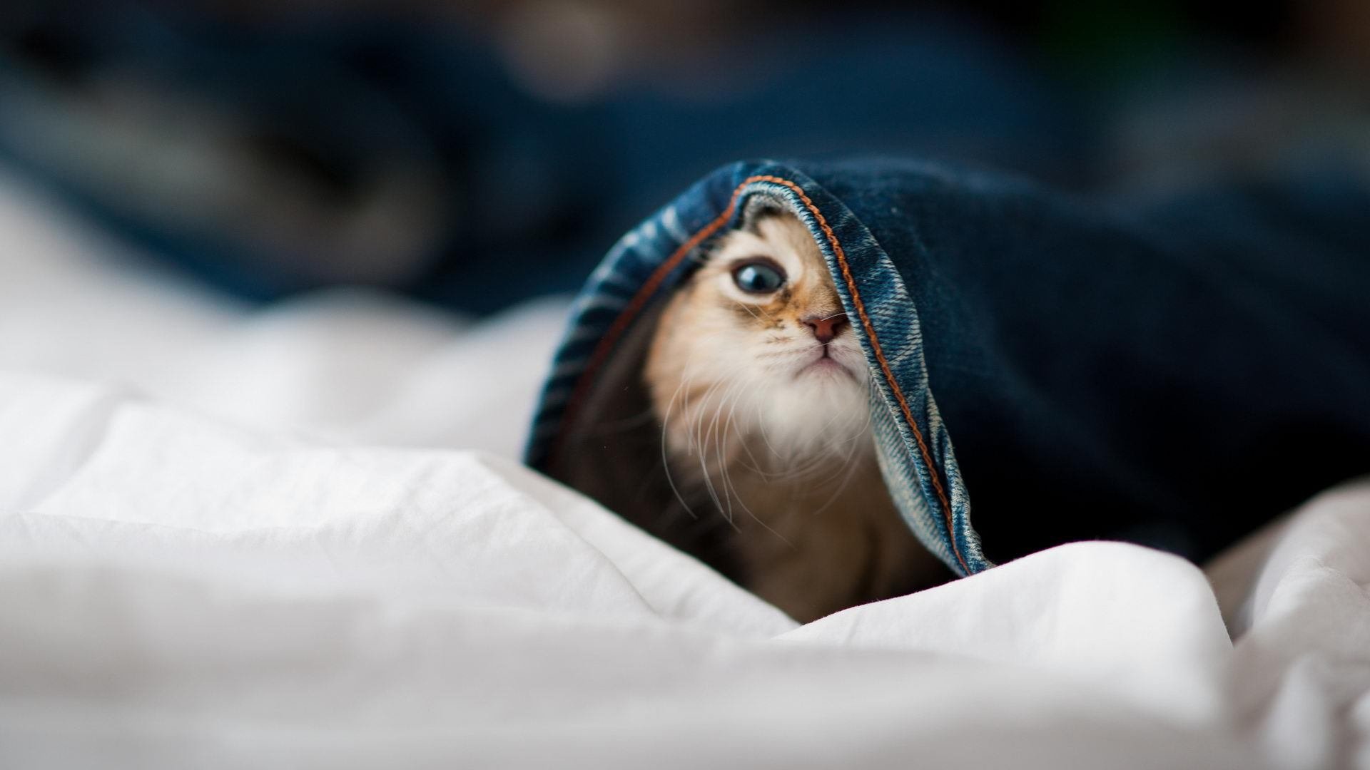 夜晚的脉搏,姆巴佩与2026世界杯的心跳