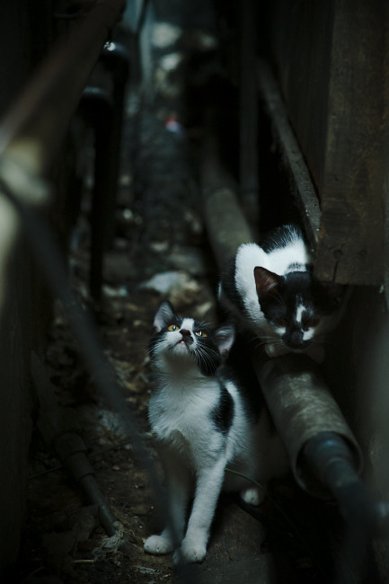沙漠里的冷雨夜，当边缘人蒂亚戈将沙特金元足球踢进深渊