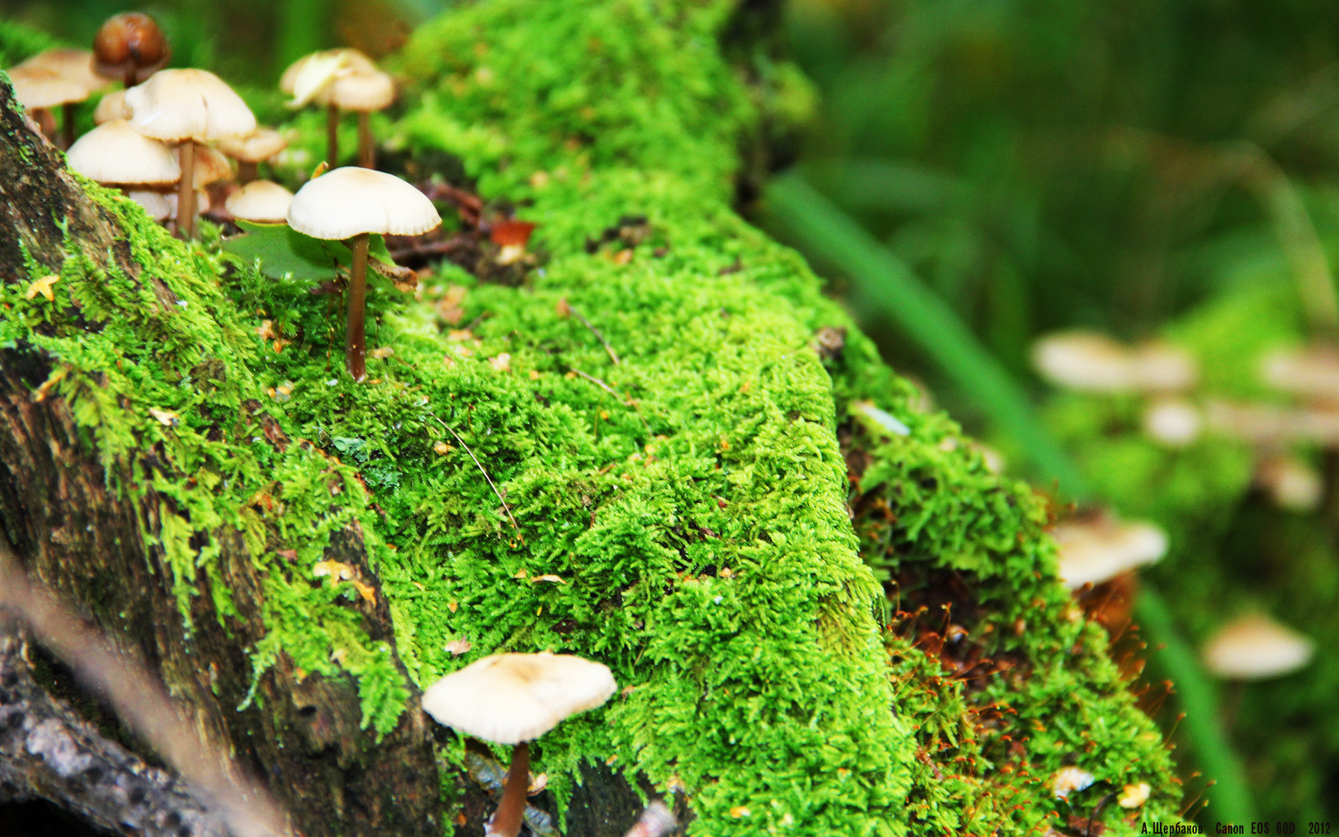 飓风横扫阿尔卑斯,无名加纳如何用坎特的利刃刺穿尤文百年骄傲