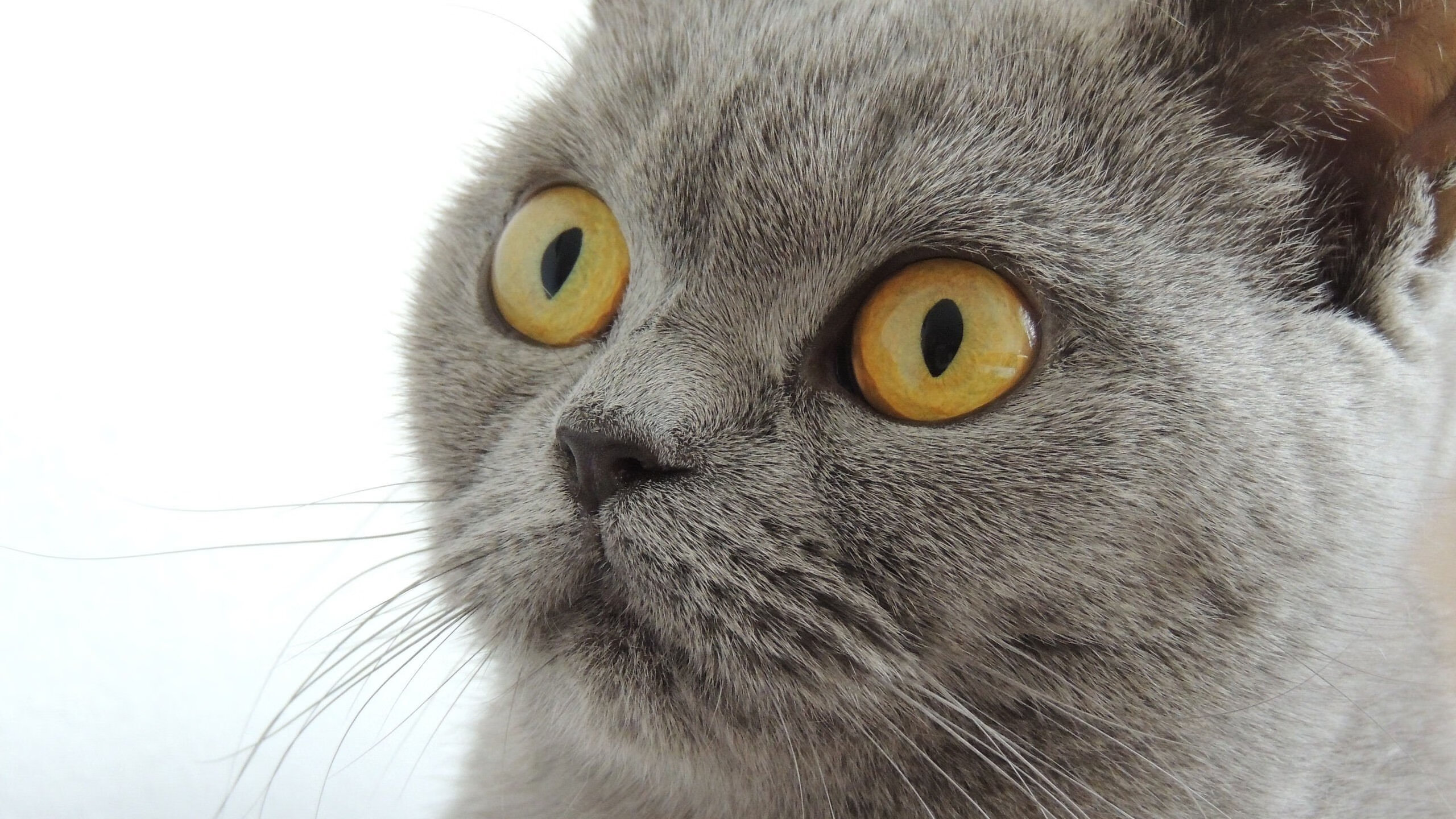 当北京队遭遇布伦森式太阳,一场虚构对决背后的真实狂热