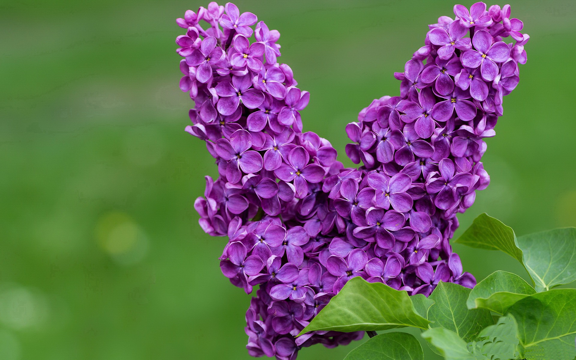 星光之下，利刃出鞘，东契奇那超越大场面的艺术