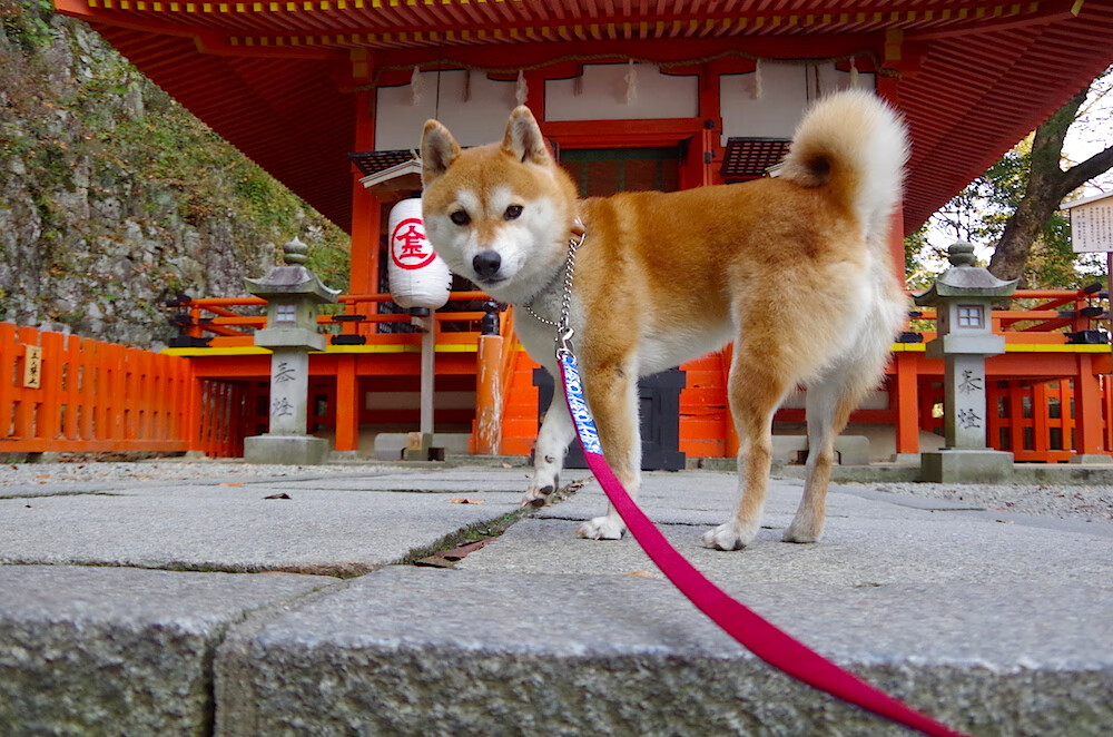 克瓦拉茨赫利亚的救赎之旅，挪威巅峰对决胜出皇家社会