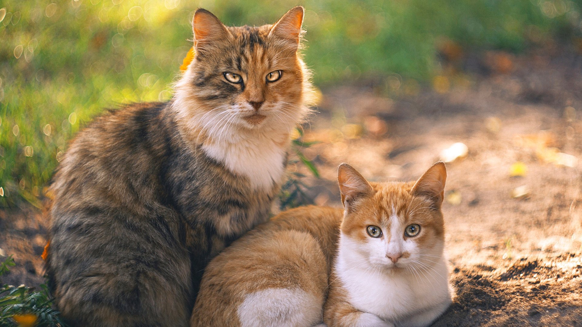 钢铁长城与孤胆英雄，皇家社会锁死南非利刃，京多安一剑封喉